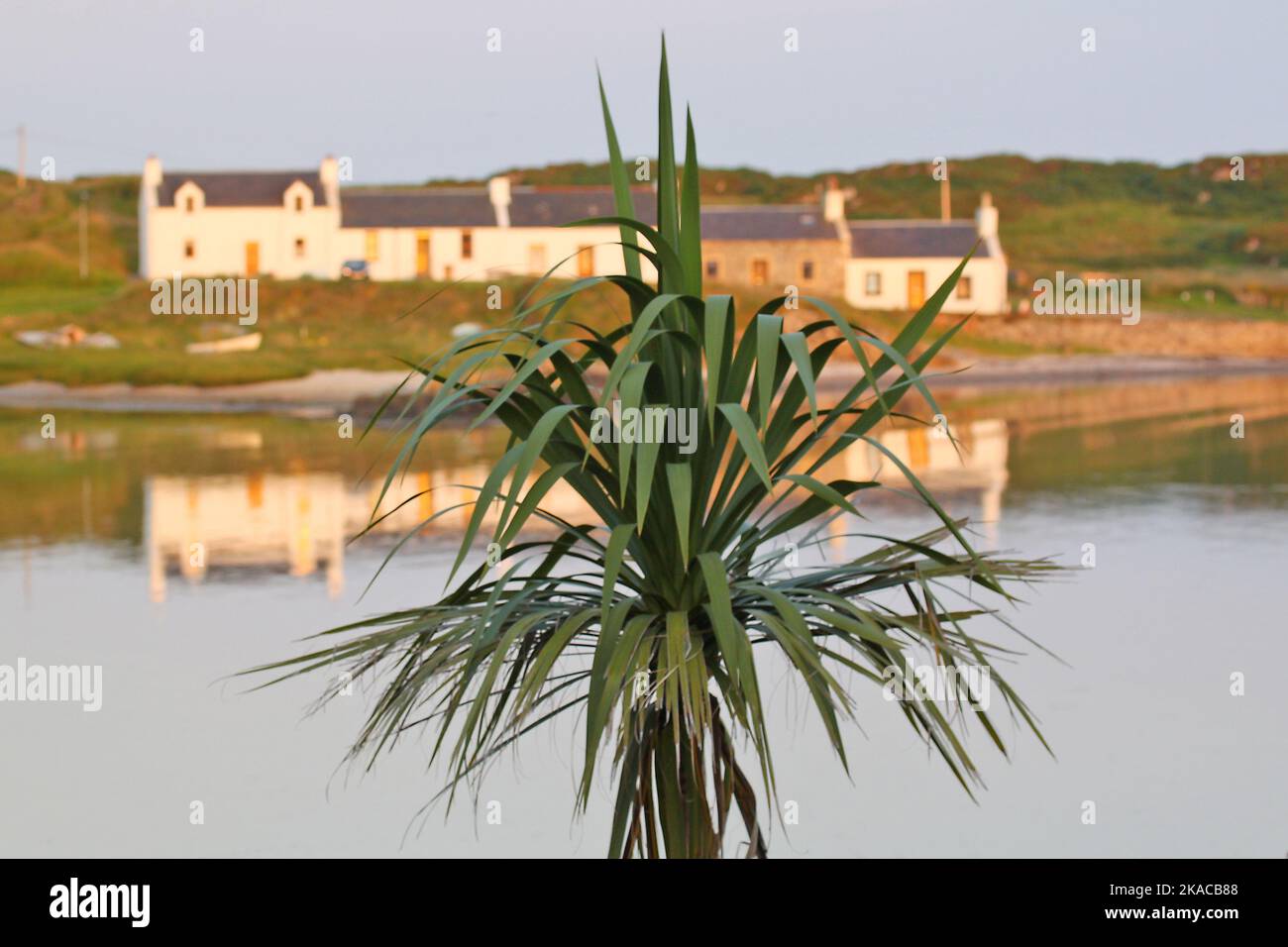 Palme am Loch Leódamais, Port Ellen, Islay, Hebriden, Inner Hebriden, Inner Isles, Schottland, Vereinigtes Königreich, Großbritannien Stockfoto