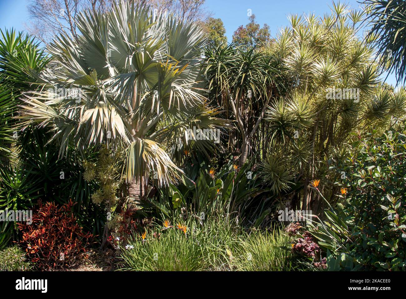 Gemischte Laubpflanzen im subtropischen australischen Privatgarten in Queensland. Exotische Spikey Blätter, gemischte Schattierungen von Grün. Effektives Screening. Stockfoto