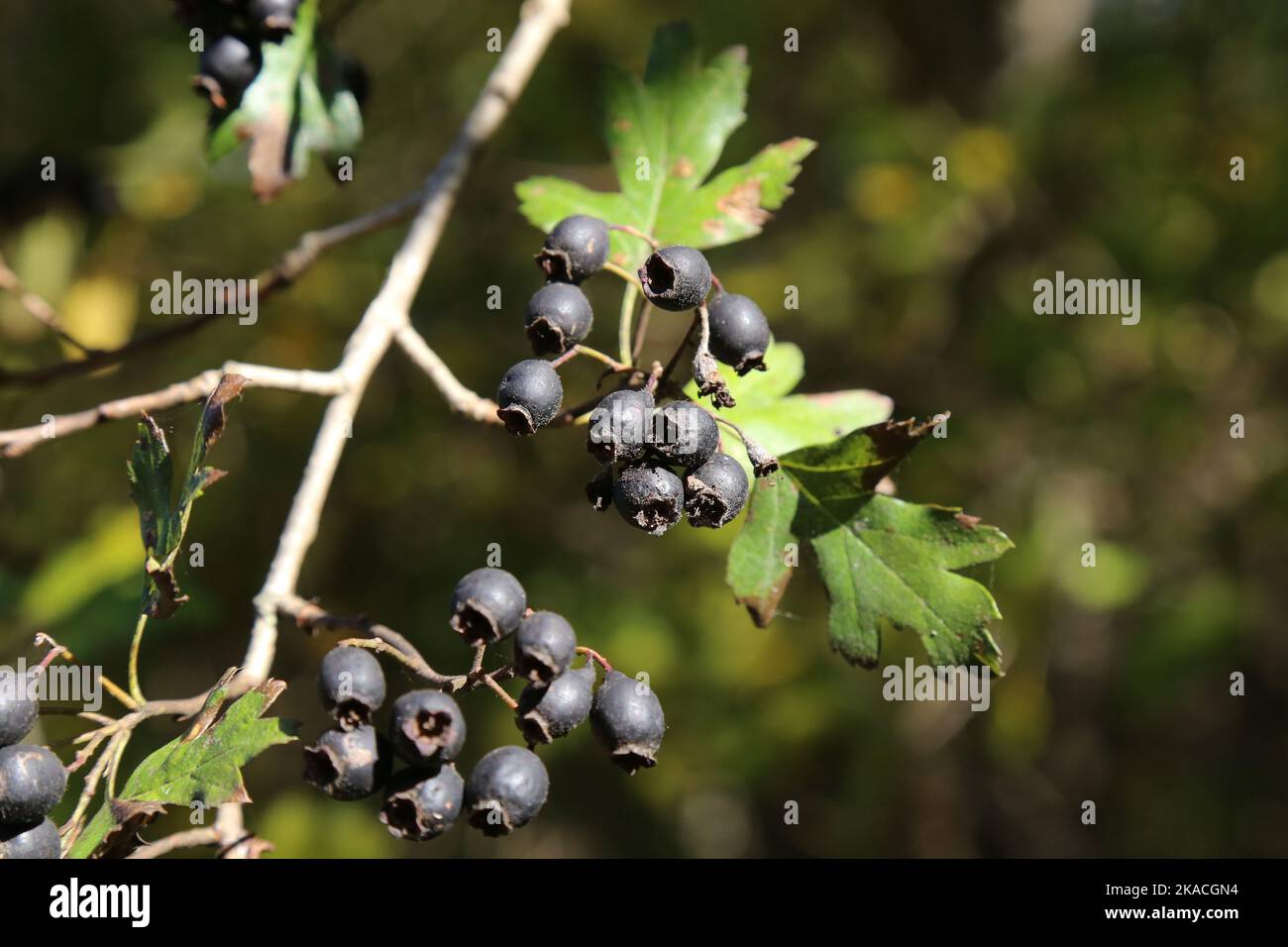 Crataegus pentagyna, Rosaceae. Eine wilde Pflanze schoss im Herbst. Stockfoto