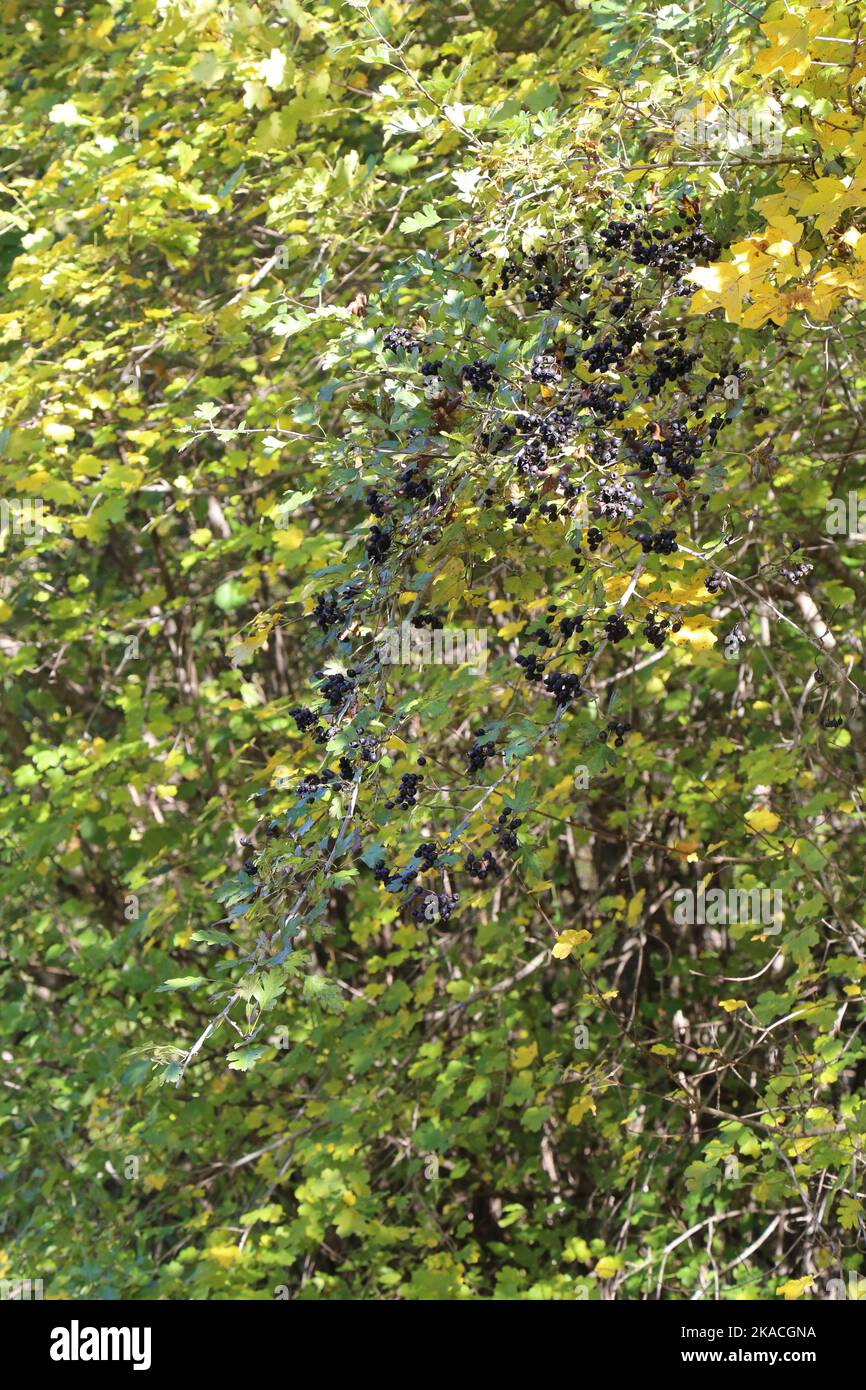 Crataegus pentagyna, Rosaceae. Eine wilde Pflanze schoss im Herbst. Stockfoto