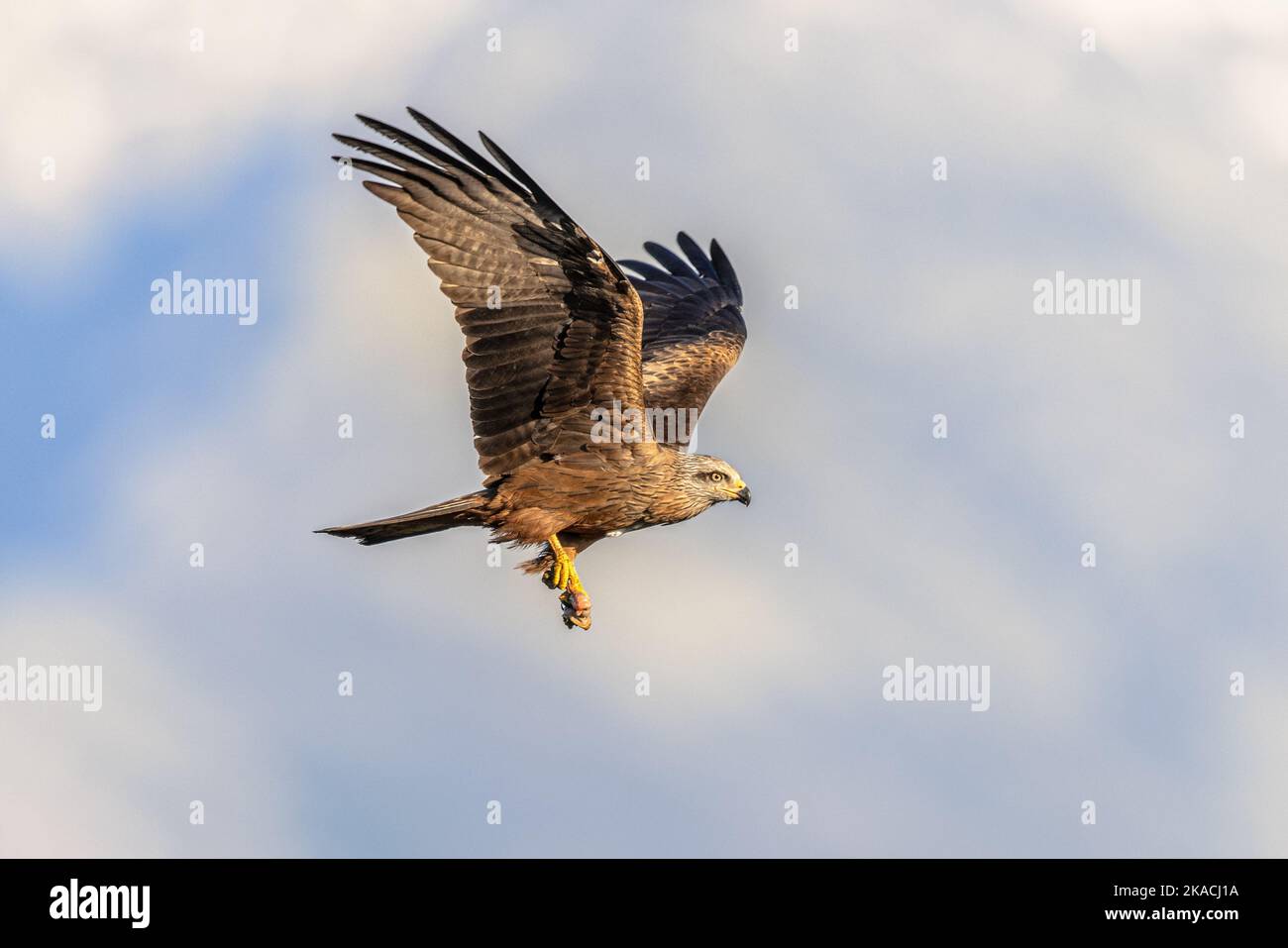 Black Kite (Milvus migrans) ist ein mittelgroßer Raubvögel der Alten Welt. Sie kommt von Europa bis Australien und von Afrika bis Japan vor. Raptor im Flug. Stockfoto