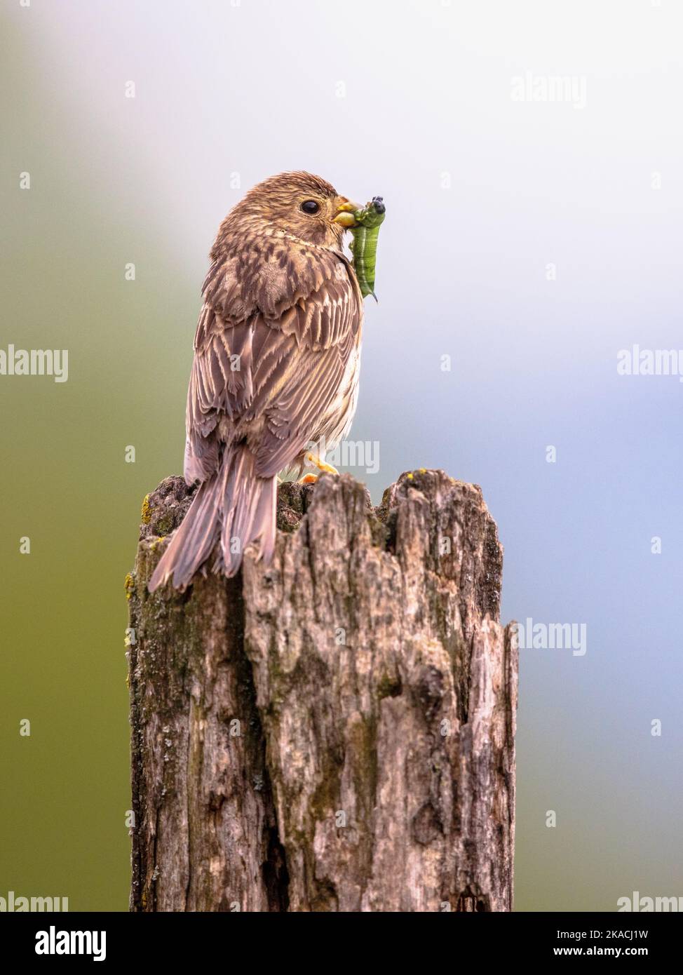 Maiskolben (Emberiza calandra) auf Pole auf hellem Hintergrund mit Raupe im Schnabel. Dieser Vogel ist in landwirtschaftlichen Landschaften in Sout häufig Stockfoto