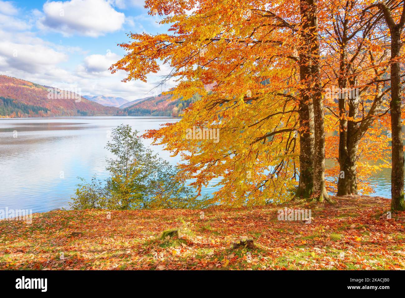 Buchenwald am Seeufer. Herrliche Naturkulisse an einem warmen sonnigen Herbstnachmittag. Himmel mit flauschigen Wolken über den fernen Bergen. Transka Stockfoto