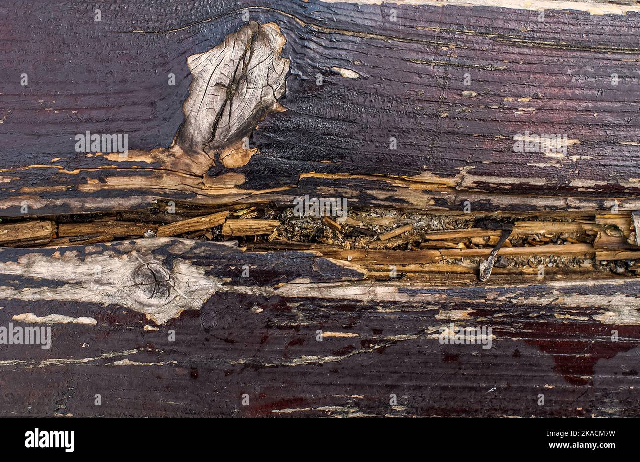 Kiefer Bretter, Textur aus altem Naturholz schattiert blau im alten Stil, aus der Nähe, Tapete, Hintergrund für grafische Designs, flach legen Stockfoto