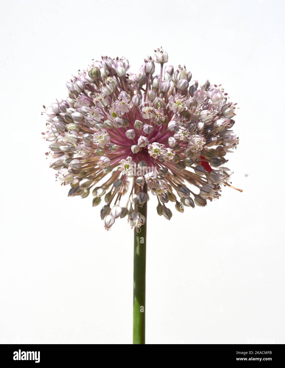 Porree, Allium, porrum, ist eine Heilpflanze und eine der wichtigsten Kuechenkraeuter. Lauch, Allium, porrum, ist eine Heilpflanze und eine der am meisten Stockfoto