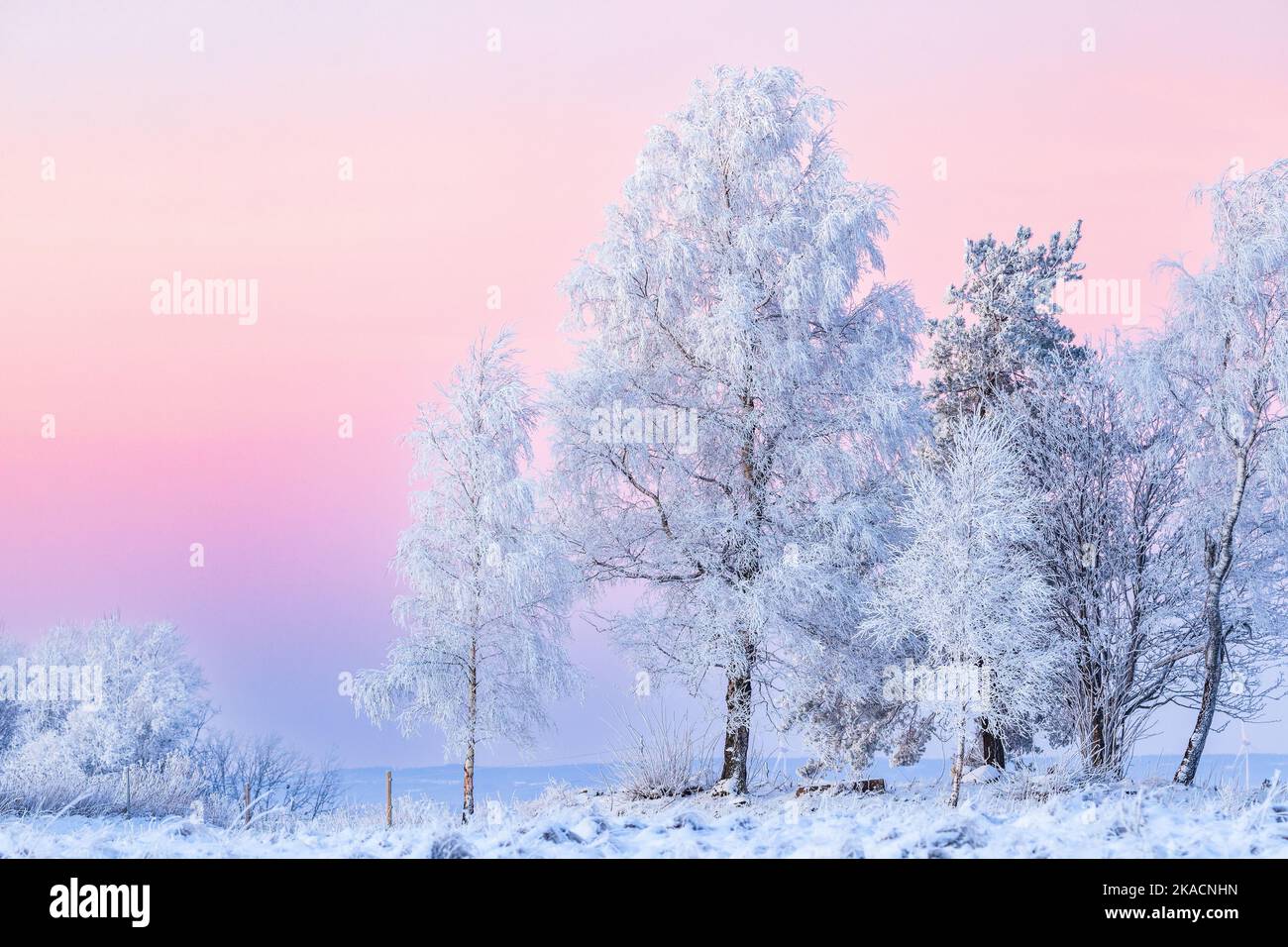 Kalter Winterabend in der Dämmerung mit frostbewachsenen Bäumen Stockfoto