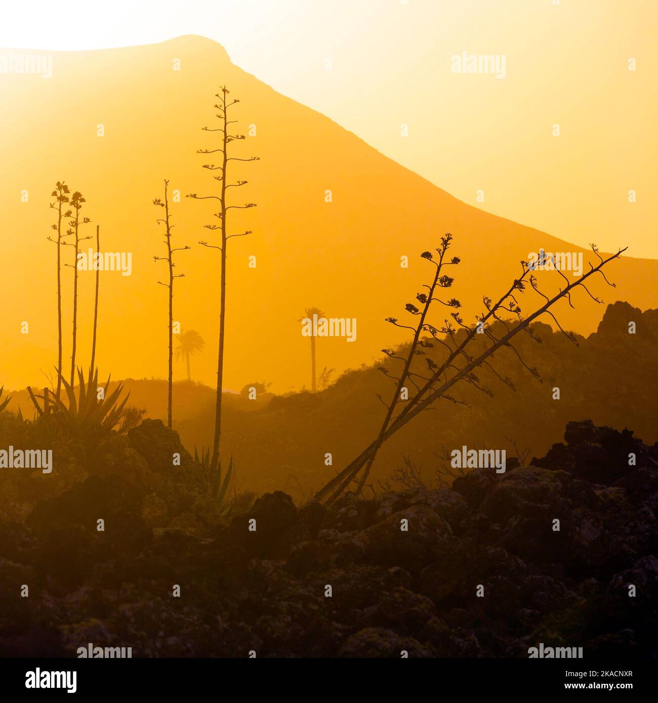 Romantischer Sonnenuntergang mit eigenständigen Bäumen im Vulkangebiet von Lanzarote Stockfoto
