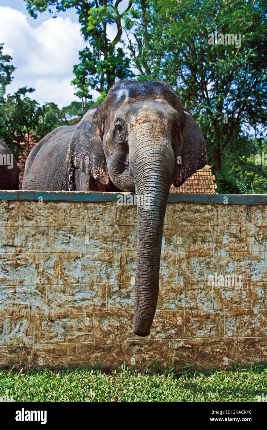 Großer indischer Elefant im Lager Stockfoto