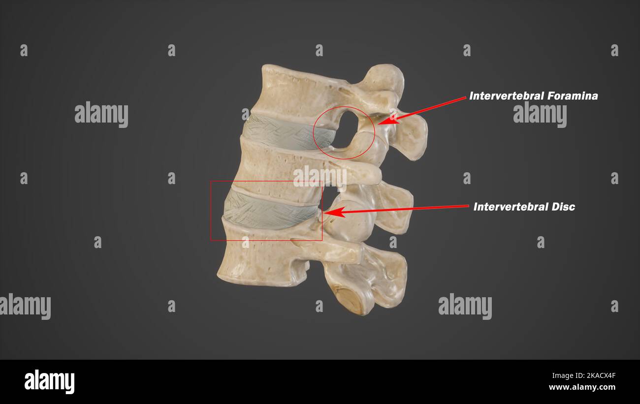 Medizinische Illustration der Foramina intervertebralis und der Bandscheibe Stockfoto