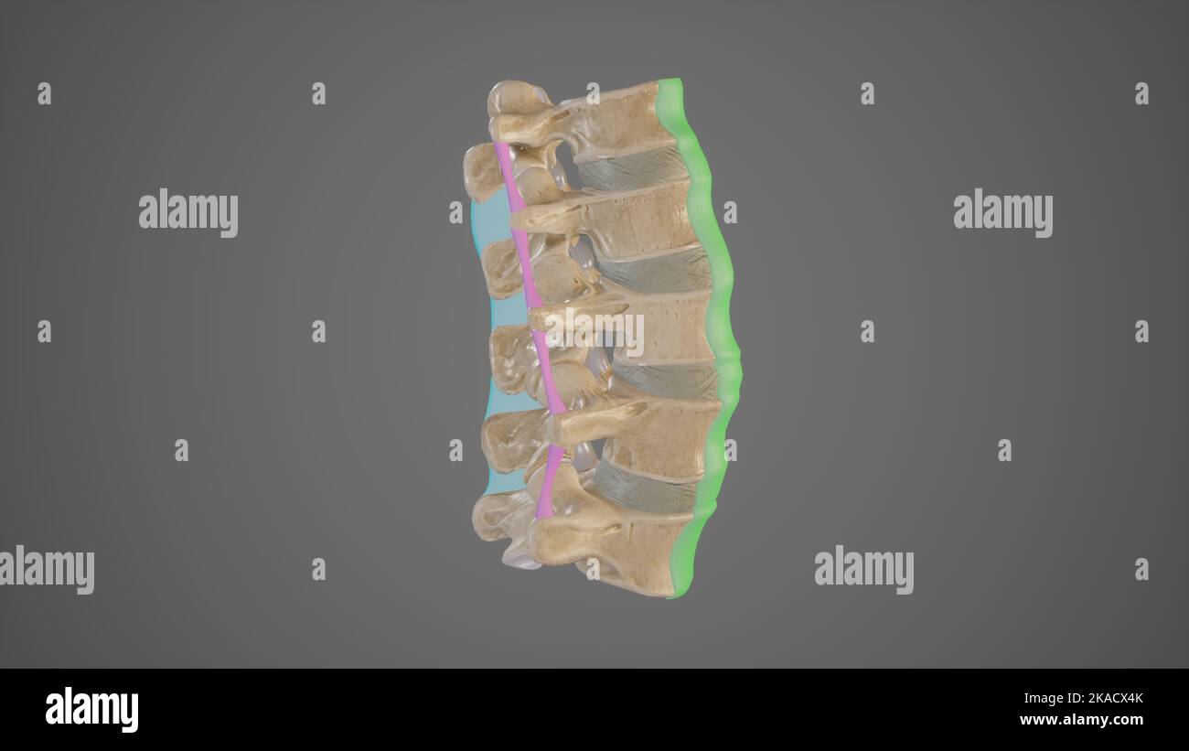 Medizinische genaue Darstellung der Bänder der Lendenwirbelsäule Stockfoto