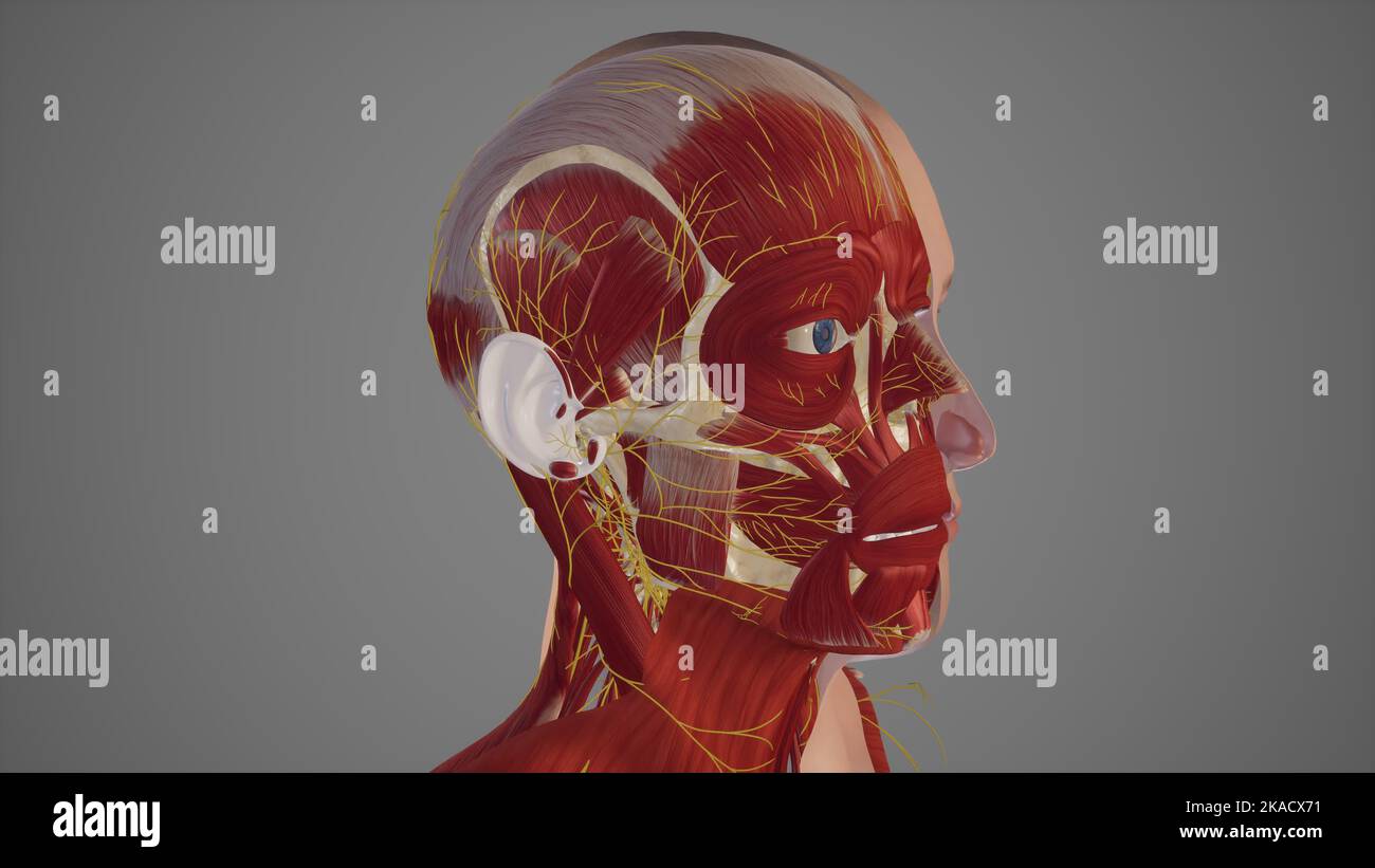 Kutane Nerven des Kopfes Stockfoto