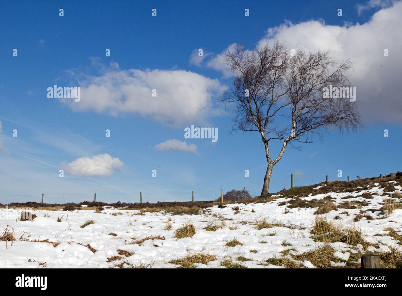 Winterliche Szene eines windgepeitschten Baumes vor einem blauen Himmel auf dem Beacon Hill, Woodhouse Eves, Loughborough, Leicestershire Stockfoto