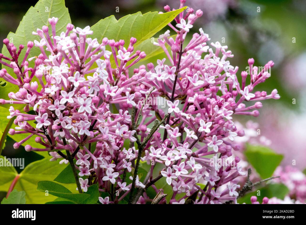 Syringa x Prestige, Blühend, Preston Lilac, Pink, Lilac syringa, Blühend, Blume, Oleaceae, Pflanze Stockfoto