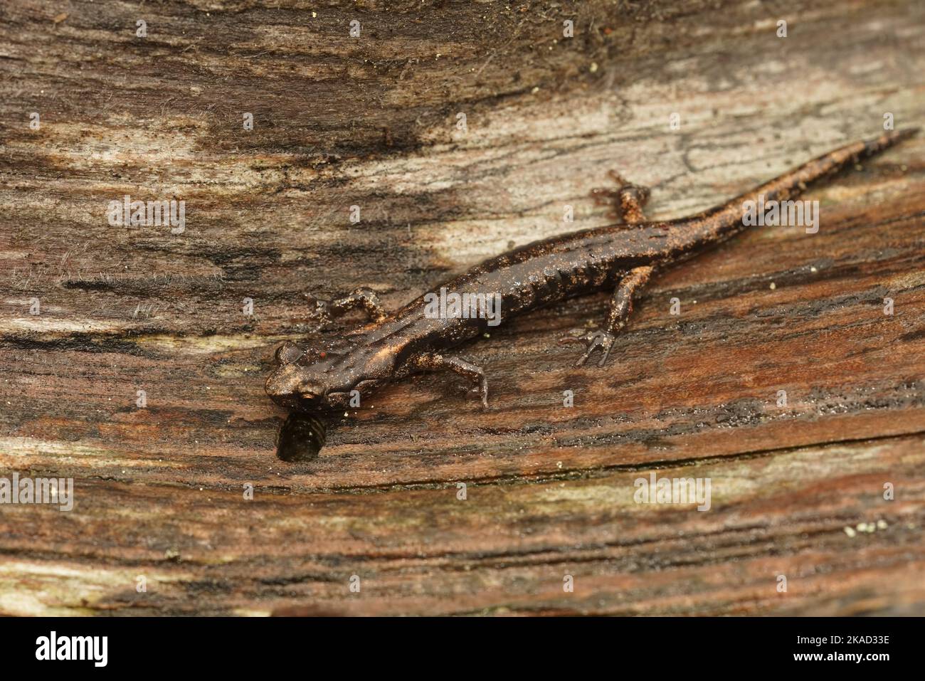 Nahaufnahme eines subadulten, juvenilen, wolkigen Salamanders, Aneides ferreus, der auf Redwood in Nordkalifornien sitzt Stockfoto