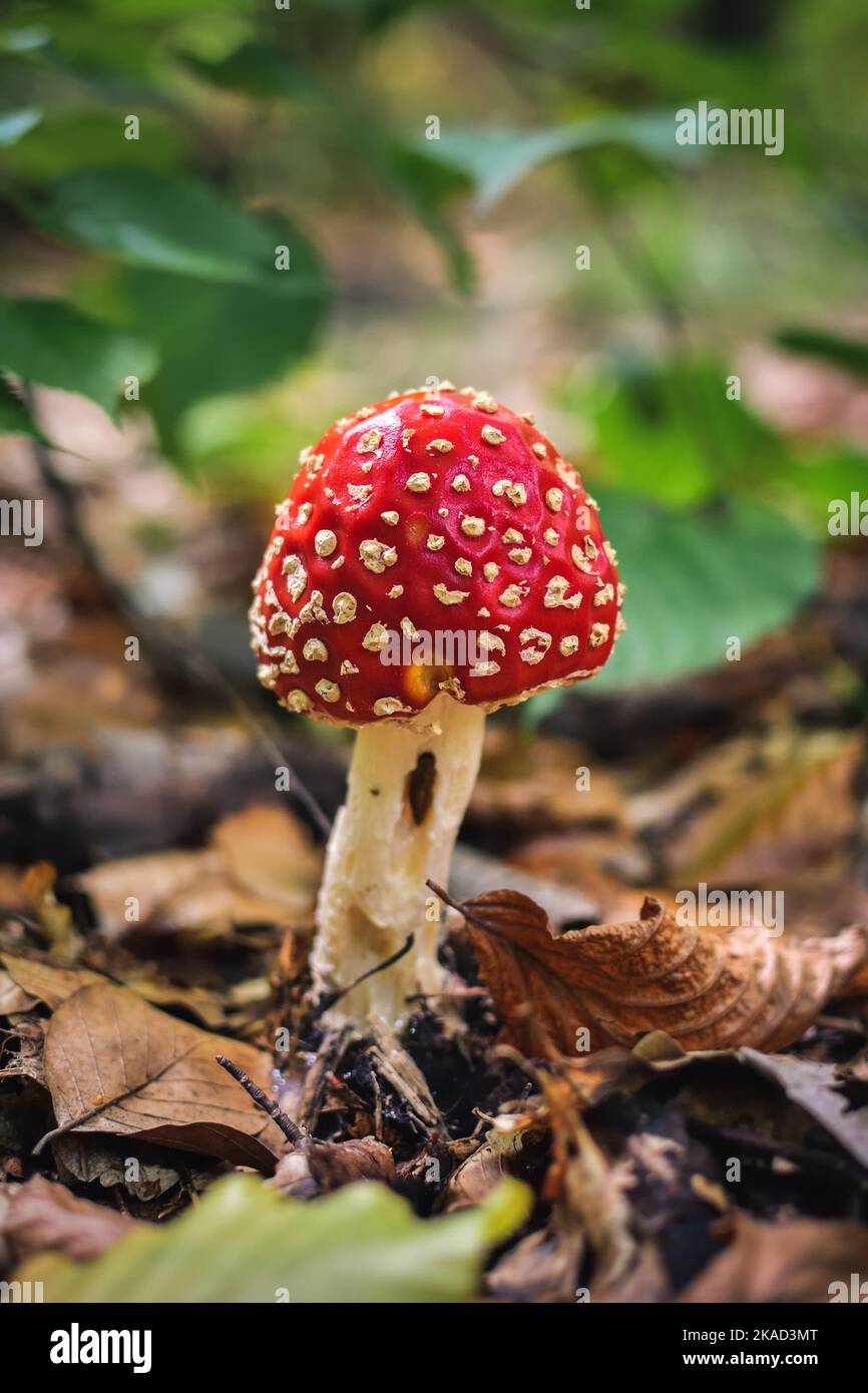Roter Pilz mit weißen Punkten. Toadstool in einer Waldlandschaft. Foto in geringer Schärfentiefe. Stockfoto