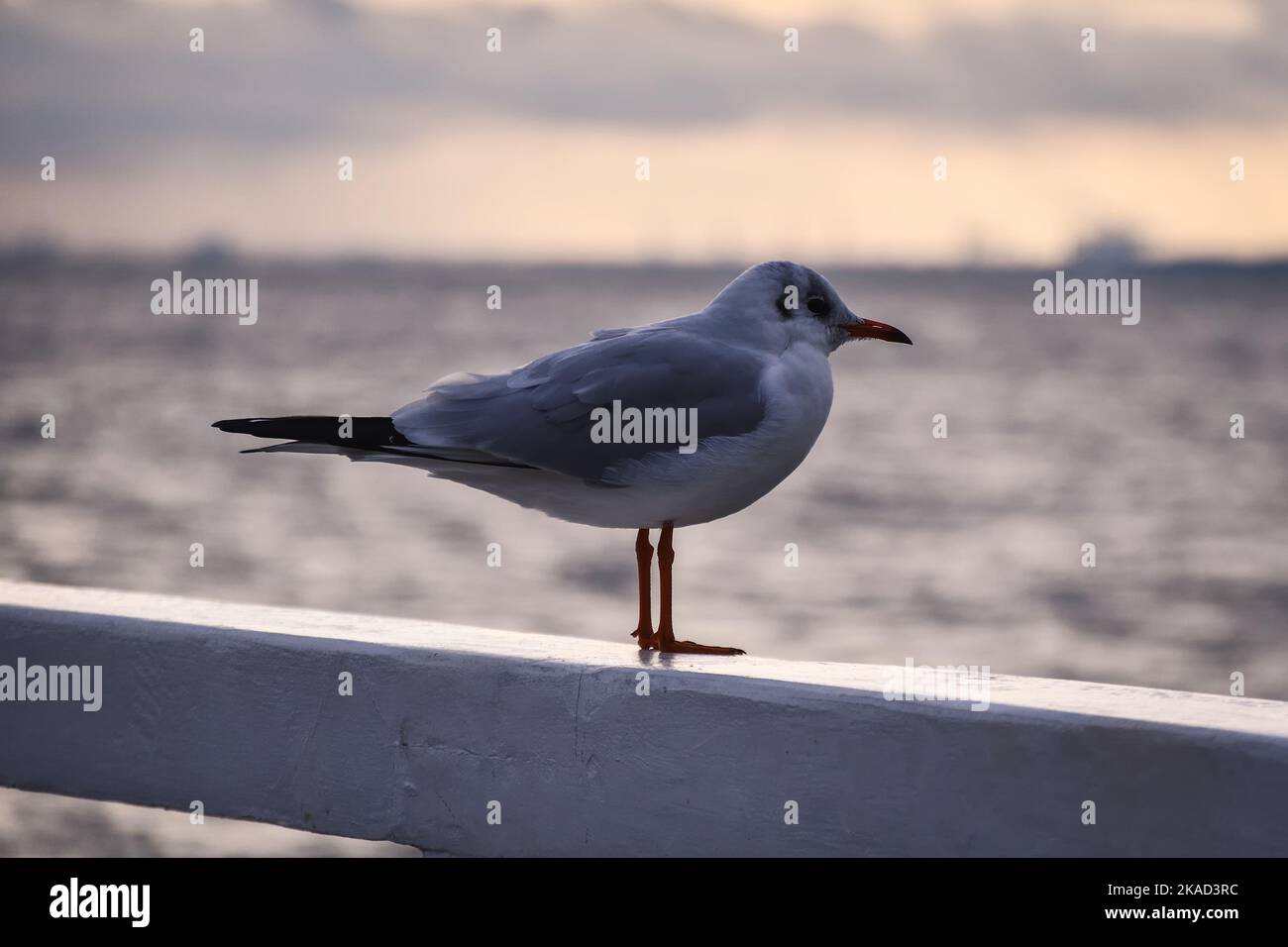 Porträt einer Möwe. Vogel an der polnischen Küste in Gdynia. Stockfoto