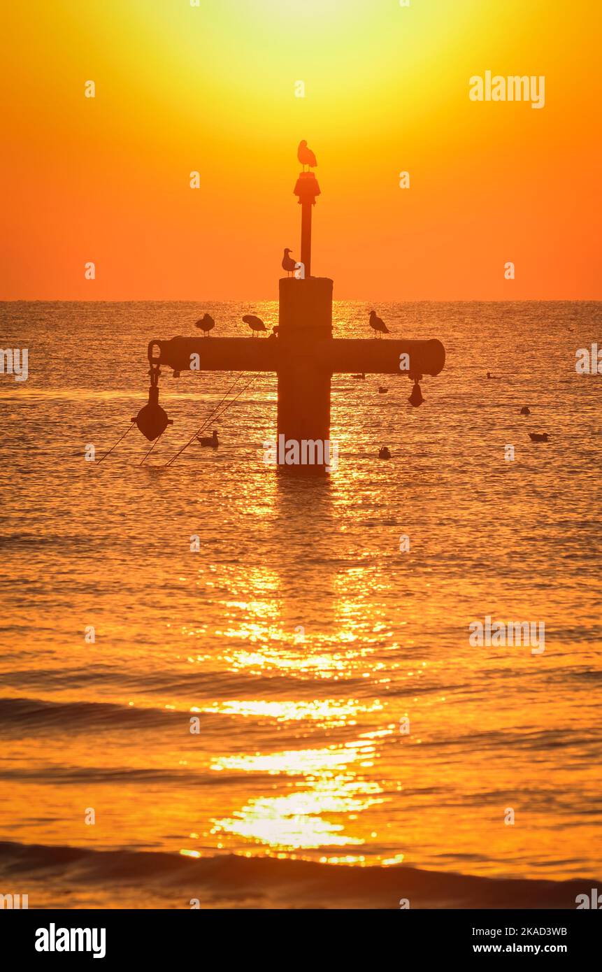 Wunderschöne Landschaft am Morgen am Meer. Vögel auf dem Hintergrund der aufgehenden Sonne. Stockfoto