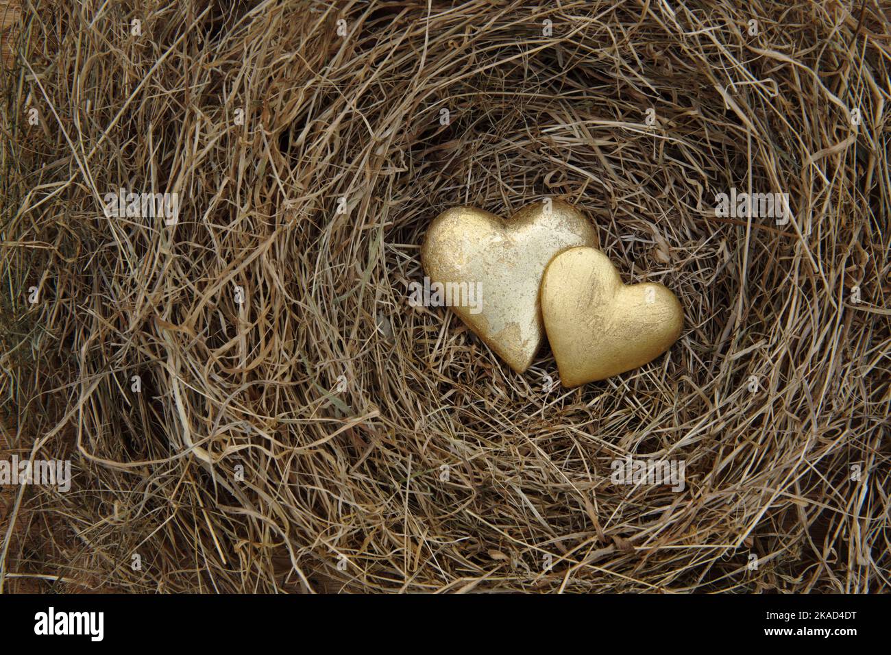 Zwei vergoldete Herzen im Nest aus trockenem Gras. Stockfoto