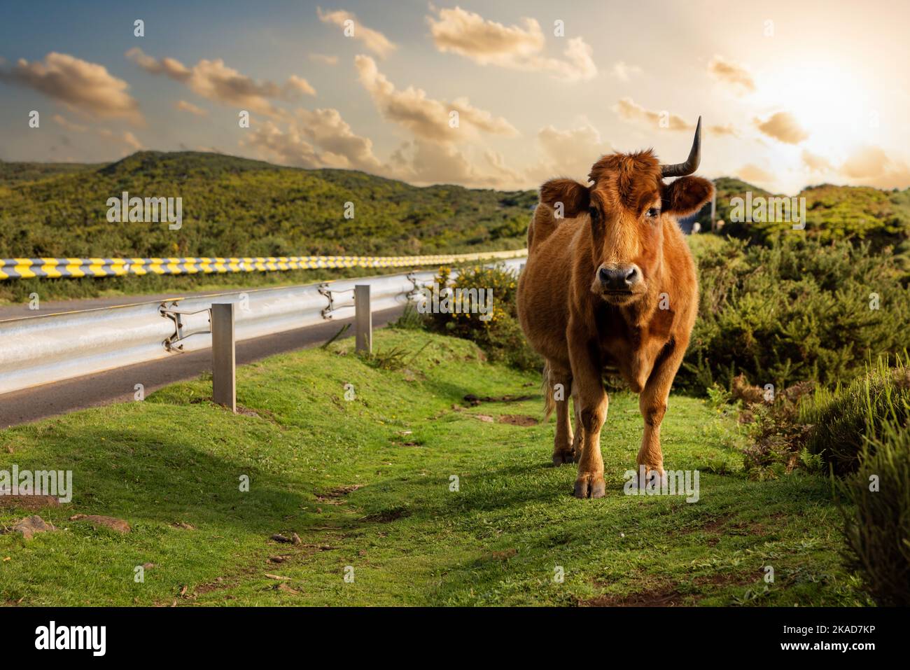 Kuh mit einem Horn, die bei Sonnenuntergang in den Bergen von Madeira weidet Stockfoto