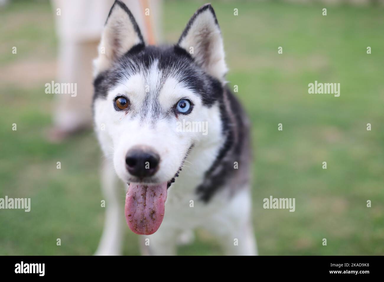 Eine Nahaufnahme des sibirischen Husky auf der grünen Wiese im Park. Ausgewählter Fokus. Stockfoto