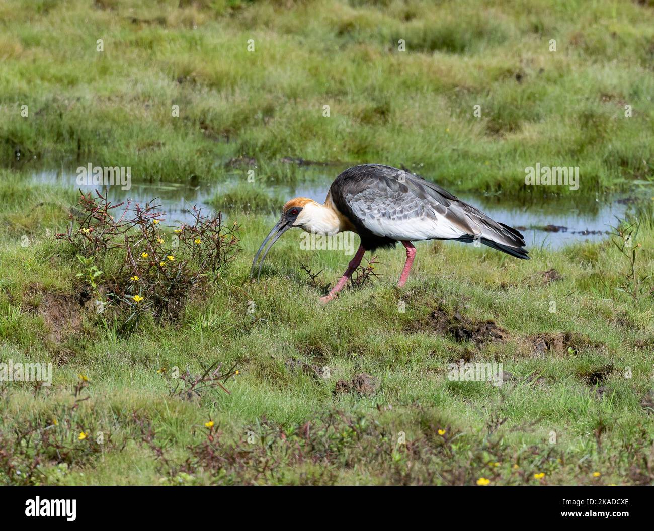 Ein buffhalsiges Ibis (Theristicus caudatus), das auf dem Grasfeld auf Nahrungssuche ist. Roraima State, Brasilien. Stockfoto