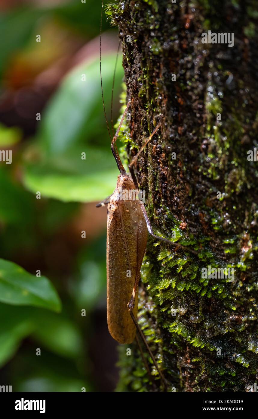 Ein brauner Katydid (Meroncidius sp.) auf einem Baumstamm. Tepequém, Bundesstaat Roraima, Brasilien. Stockfoto