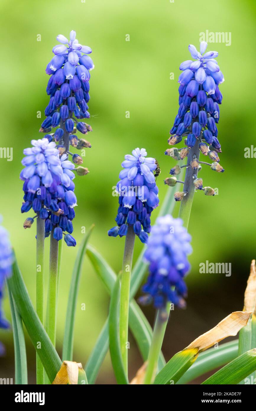 Traubenhyazinthe-Blume Muscari armeniacum Muscari 'Carola' Stockfoto
