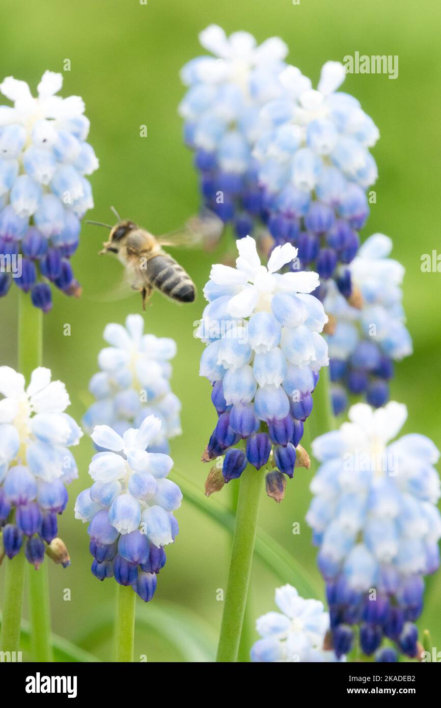 Europäische Honigbiene fliegt zur Traubenhyazintblüte Muscari armeniacum Muscari 'Pfefferminze' Stockfoto