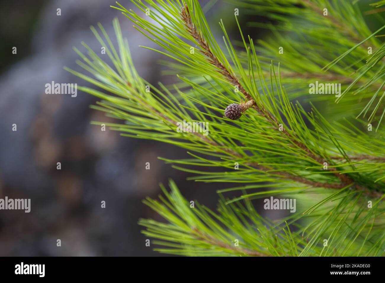 Nahaufnahme von kleinen neuen Kiefernästen. Frühlingsblüten Hintergrund Stockfoto