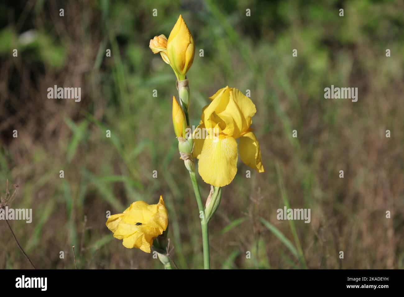 Nahaufnahme eines einzelnen, hohen Stiels einer gelben Bartlilie, mit Blumen und Knospen, die auf einem Feld in Wisconsin, USA, große Gräser wachsen Stockfoto