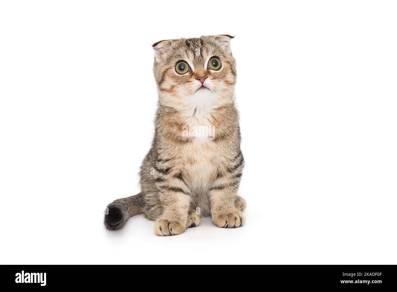 Schottisches Faltenkätzchen, isoliert auf weißem Hintergrund Stockfoto