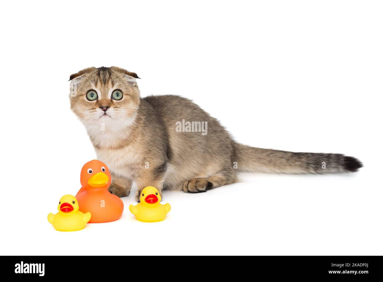Schottische Falte Kätzchen und Kautschuk Entchen Spielzeug, isoliert auf weißem Hintergrund Stockfoto