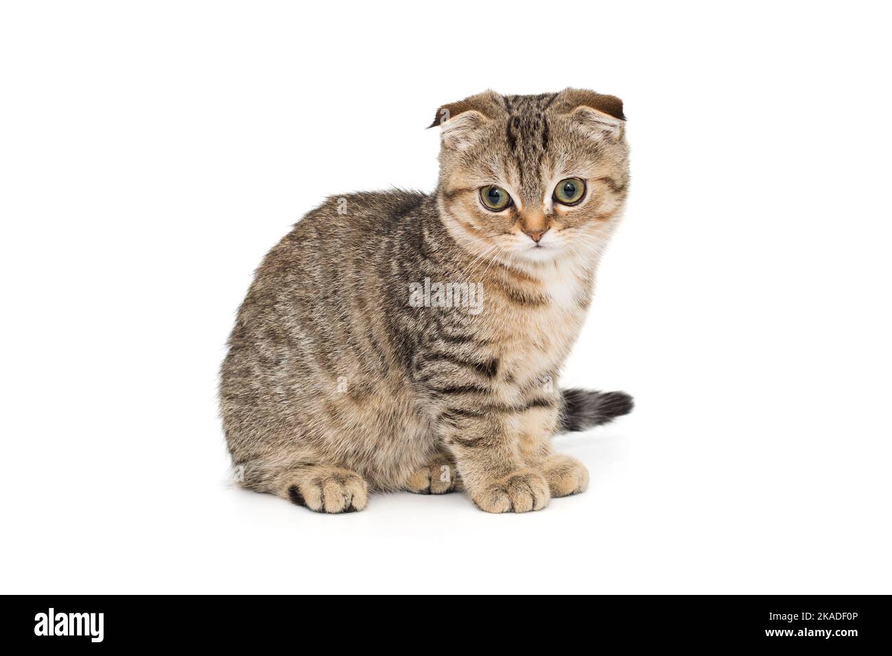 Schottisches Faltenkätzchen, Seitenansicht, isoliert auf weißem Hintergrund Stockfoto