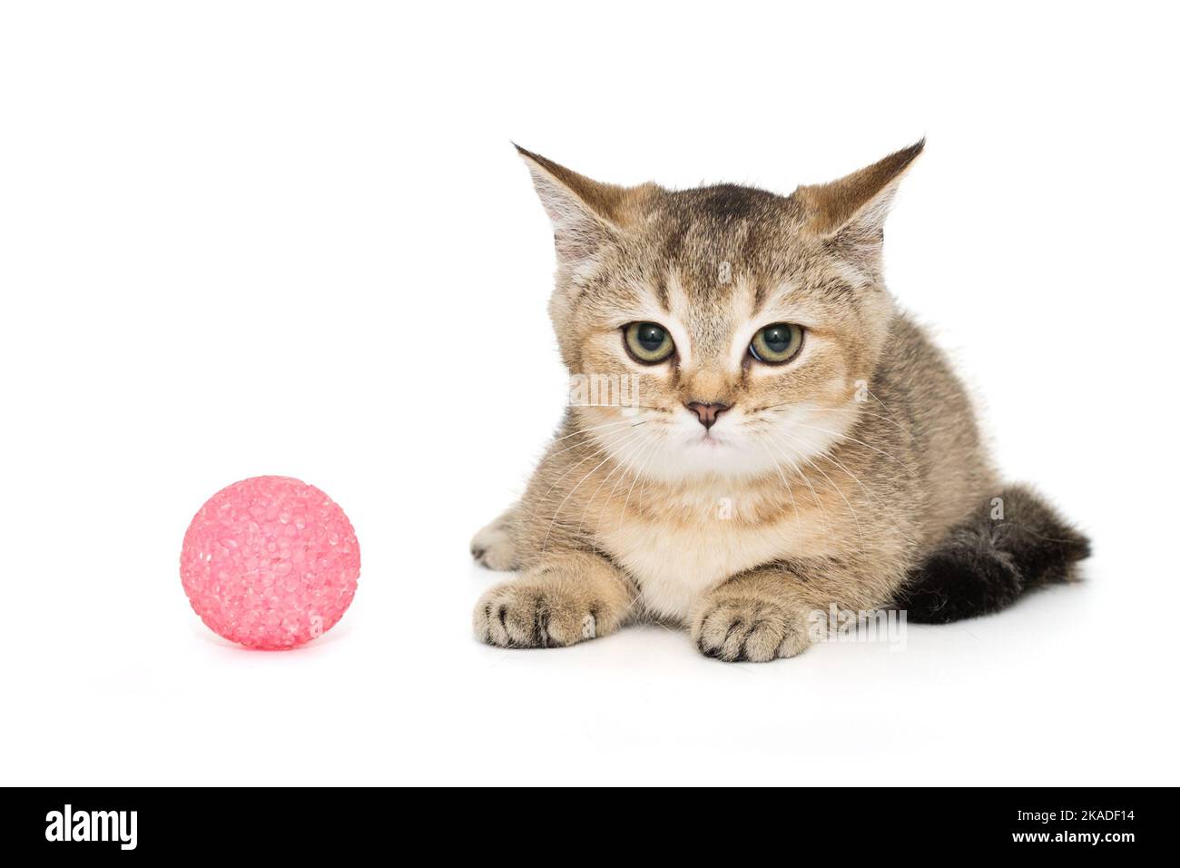 Schottisches Kätzchen und Spielzeugkugel isoliert auf weißem Hintergrund Stockfoto