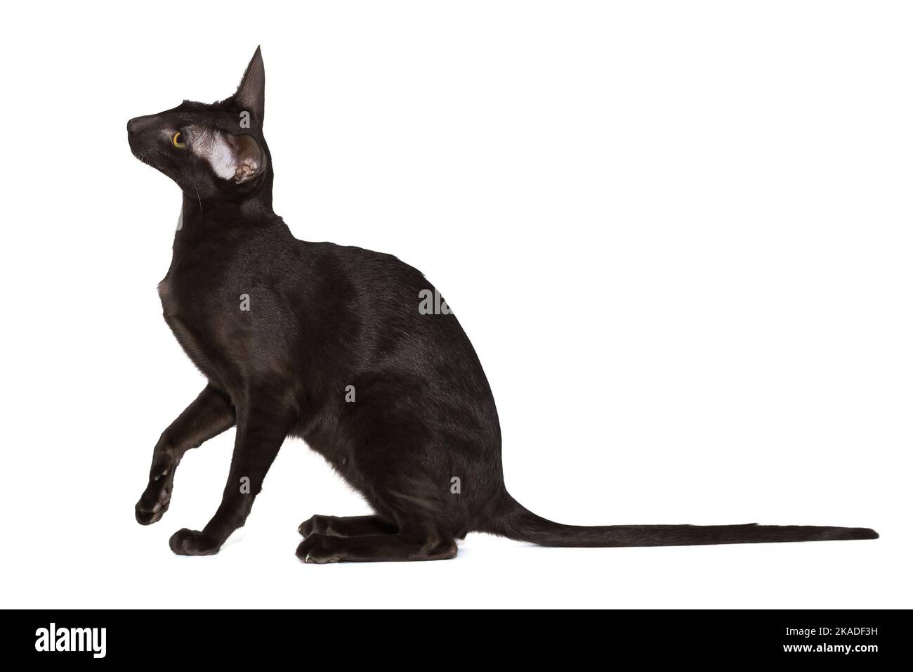 Verspielte, junge schwarze orientalische Katze, isoliert auf weißem Hintergrund. Stockfoto