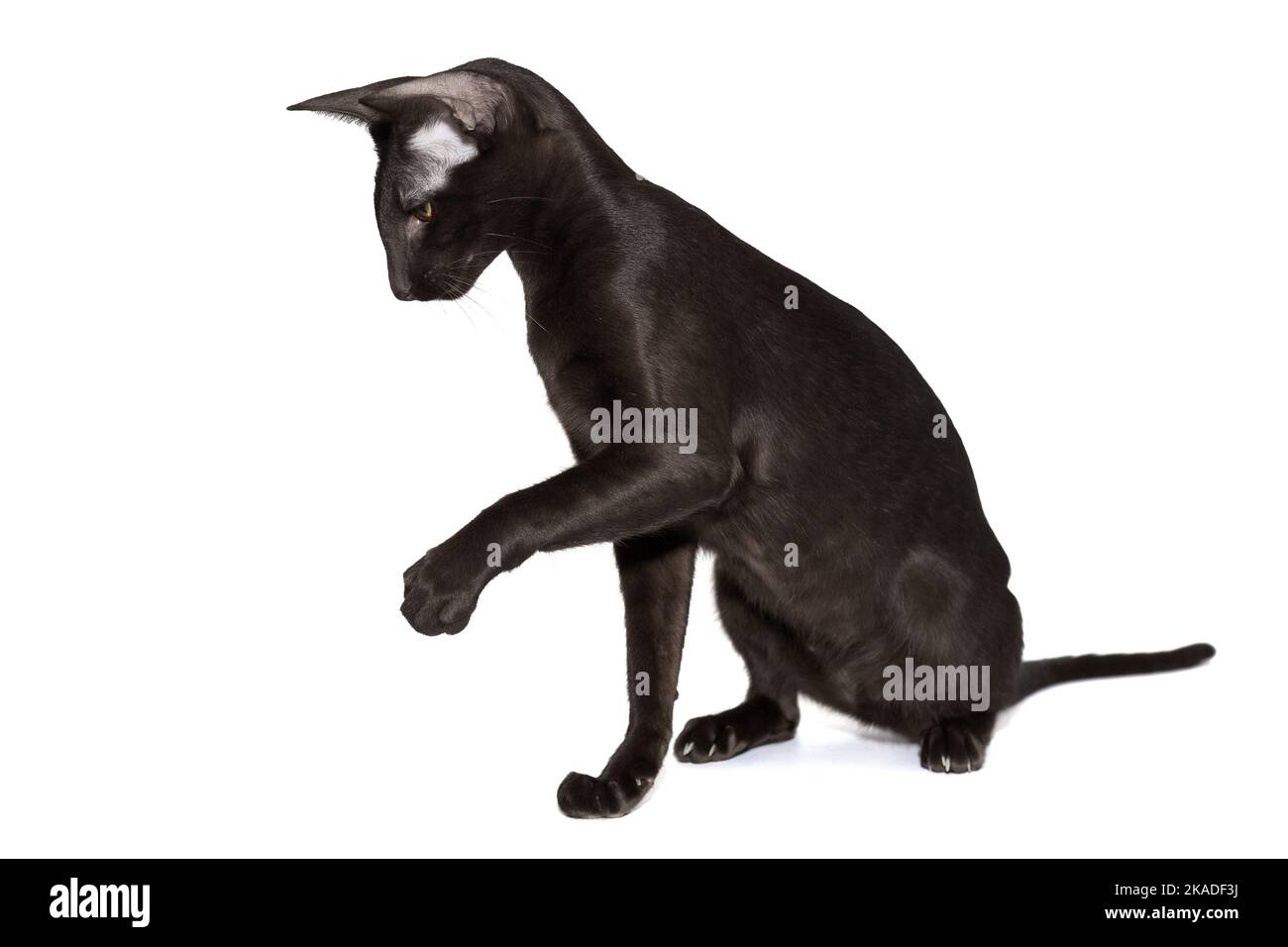 Verspielte, junge schwarze orientalische Katze, isoliert auf weißem Hintergrund. Stockfoto