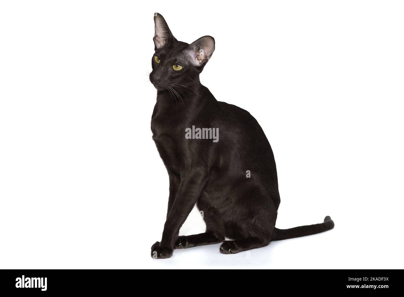 Junge schwarze orientalische Katze, Seitenansicht isoliert auf weißem Hintergrund. Stockfoto