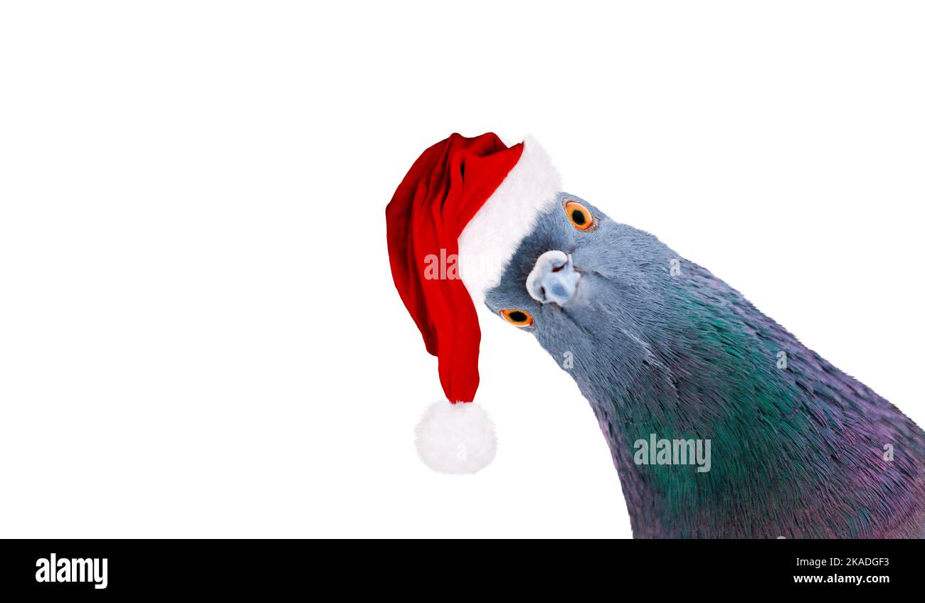 Taube in weihnachtsmann Hut Blick auf Kamera isoliert auf weiß Stockfoto