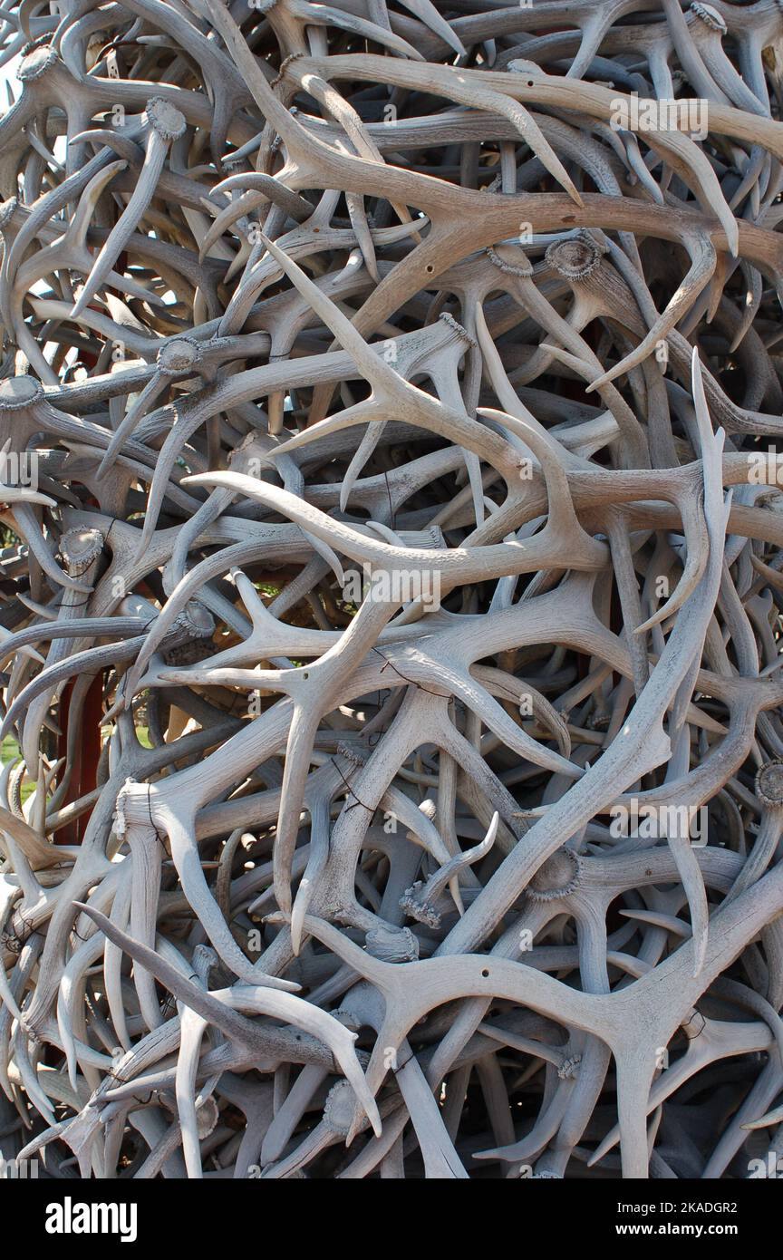 Die Antler stapelt Verwendung als Medizin zur Heilung eines hormonellen, nervösen und Skelettsystems Stockfoto