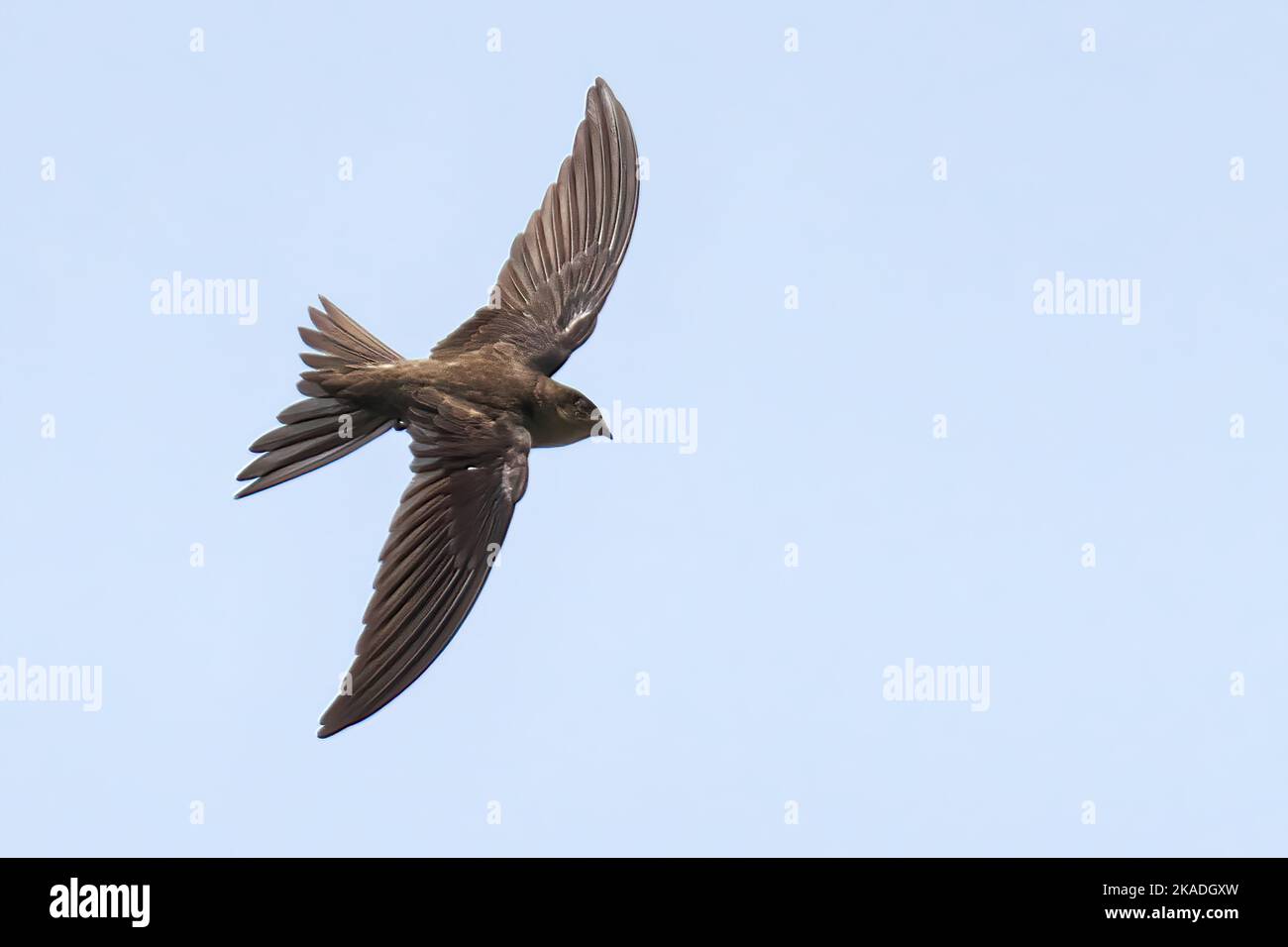 Der asiatische Palmflint (Cypsiurus balasiensis) im Flug Stockfoto