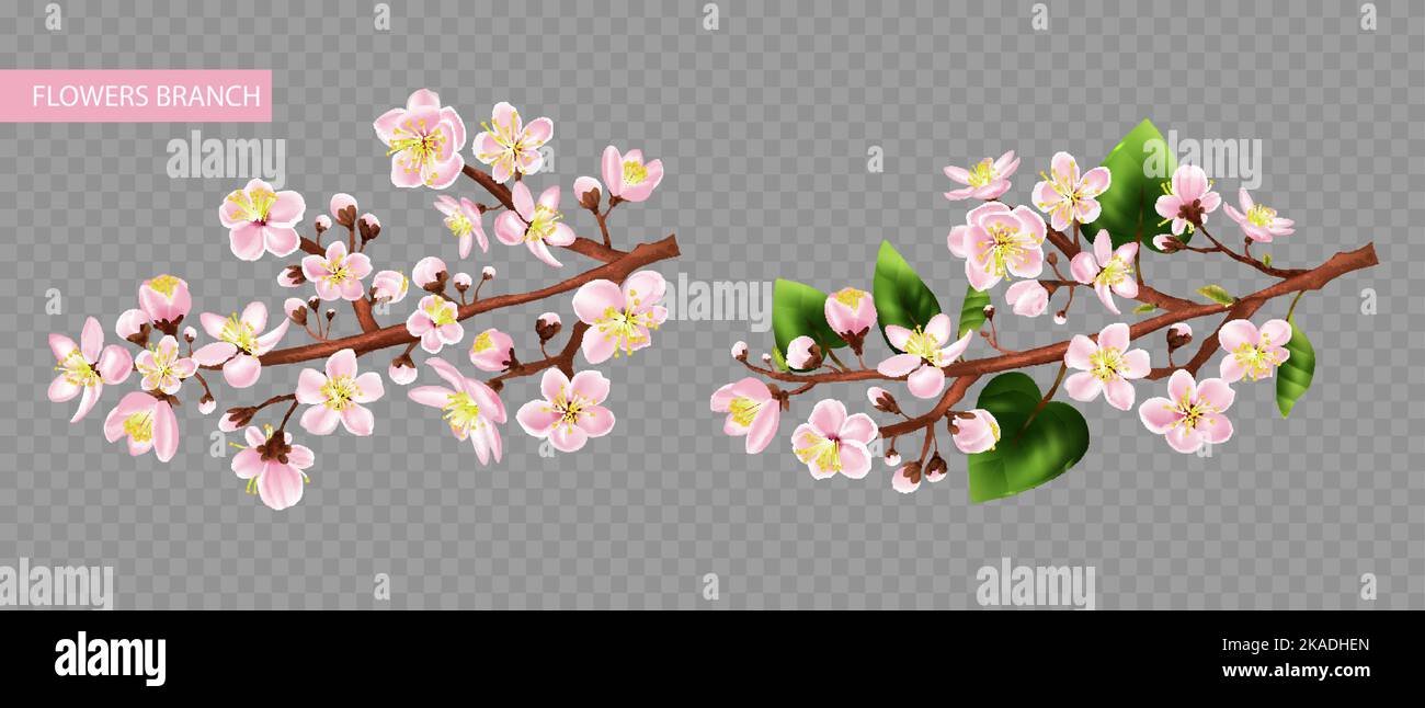 Obstbaum Zweig transparent Set mit Blumen realistisch isoliert Vektor-Illustration Stock Vektor