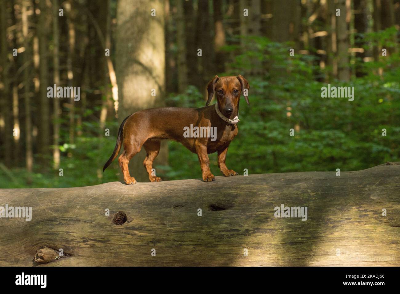 Nahaufnahme eines wiener Hundes im Wald an einem sonnigen Tag Stockfoto