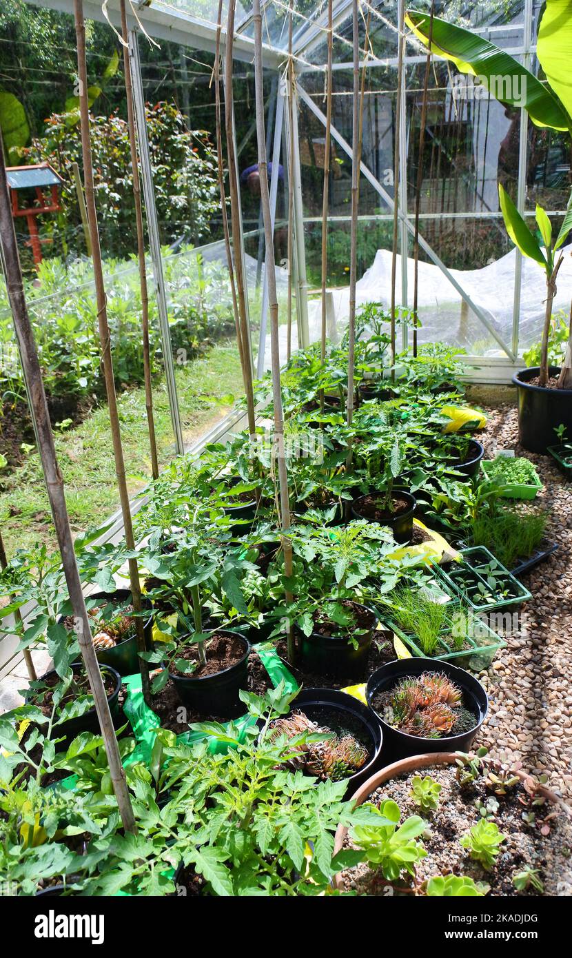 Gewächshaus im Frühjahr mit jungen Tomatenpflanzen - John Gollop Stockfoto