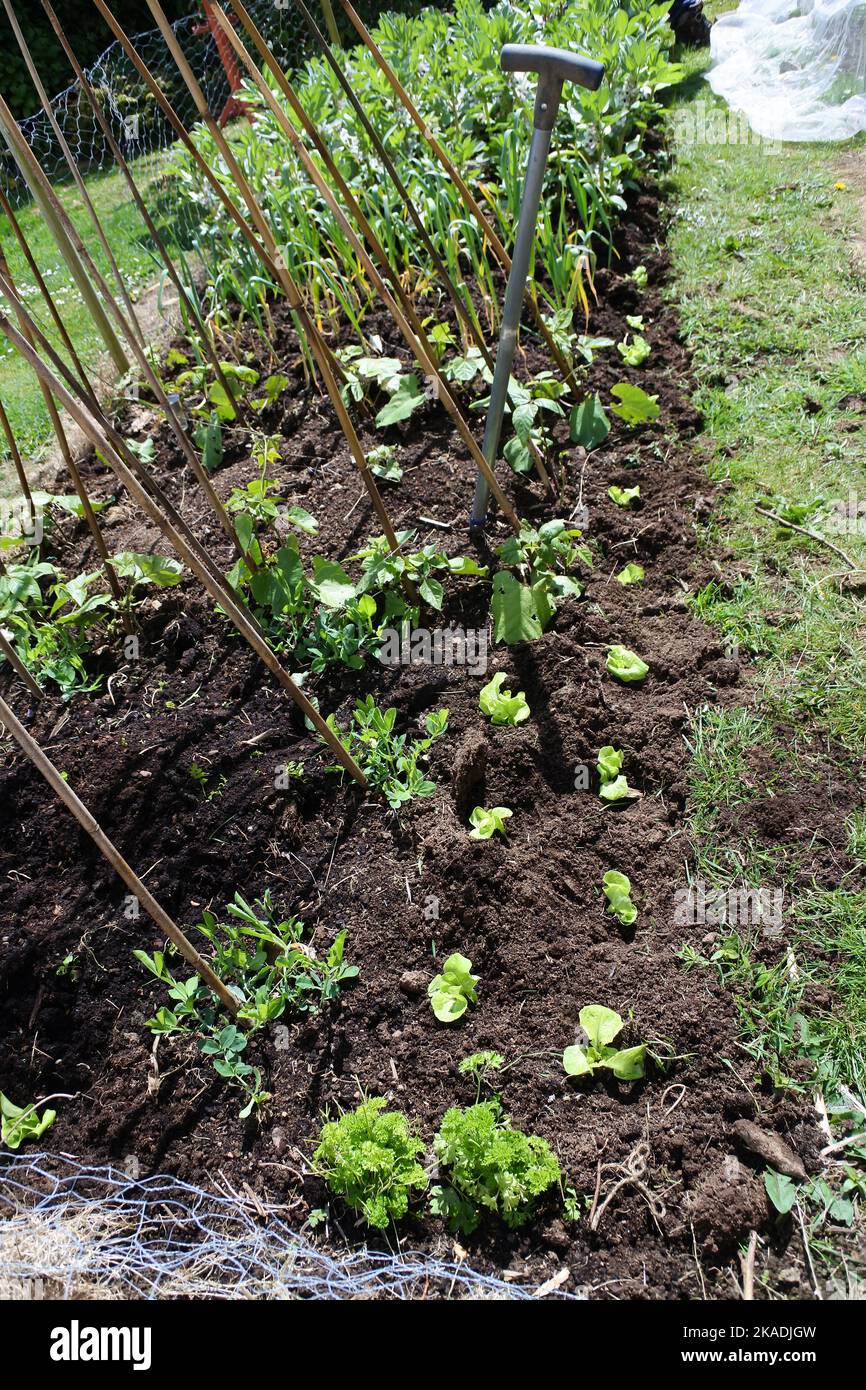 Neu gepflanzte Schwitzerbsengewächse und Salatpflanzen in einem Frühlingsgarten - John Gollop Stockfoto