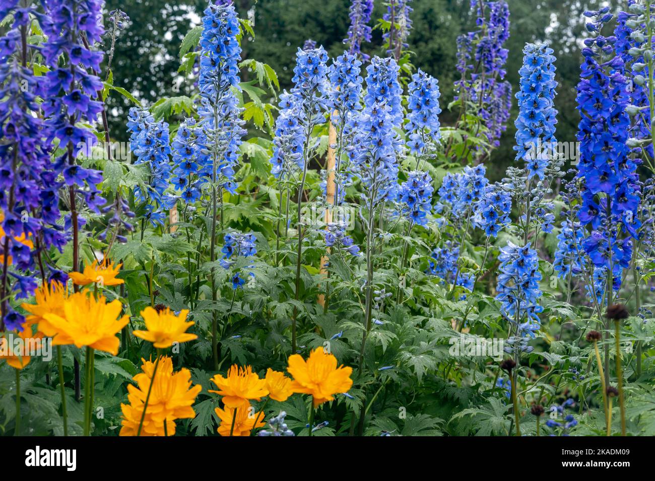 Blaue Blüten von Delphinium dictiocarpum (Larkspur) und orangefarbene Blüten der Goldenen Königin (Globeflower, Trollius ledebouri), die im Garten blühen. Stockfoto