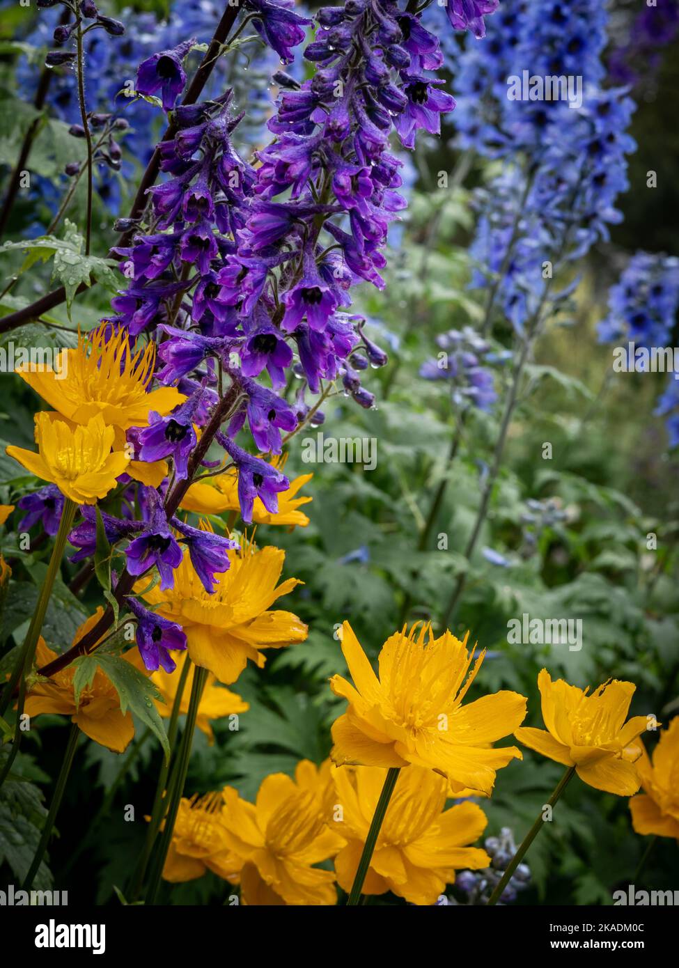 Blaue Blüten von Delphinium dictiocarpum (Larkspur) und orangefarbene Blüten der Goldenen Königin (Globeflower, Trollius ledebouri), die im Garten blühen. Stockfoto