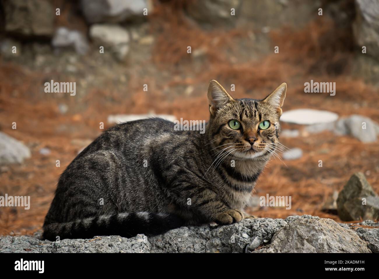 Gestreifte junge Katze sitzend Park. Eine gestreifte graue Katze mit grünen Augen posiert für die Kamera vor einem Fotografen. Nahaufnahme im Hochformat. Unscharfer Hintergrund. Der Stockfoto