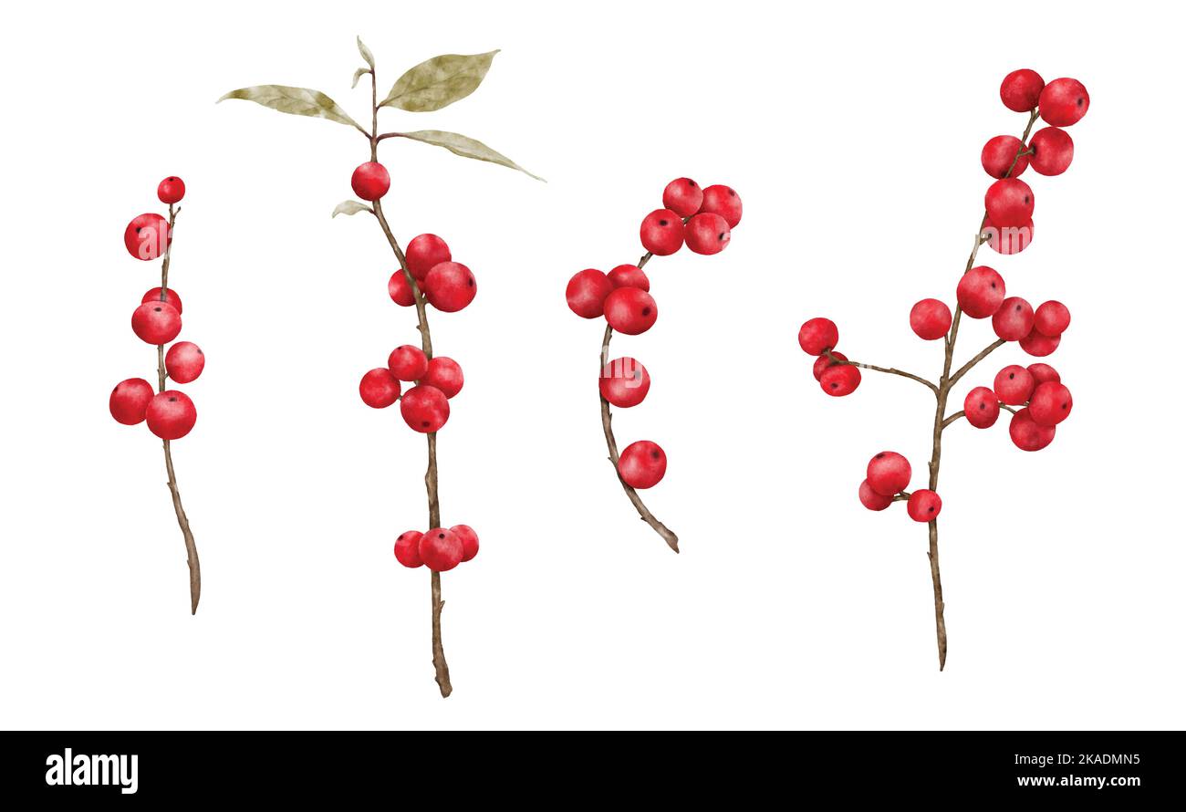 Satz von roten Beeren Zweige Aquarell Illustration. Vektor-Element geeignet für dekorative Weihnachtsfeste, Winter, Neujahrseinladungen oder gree Stock Vektor