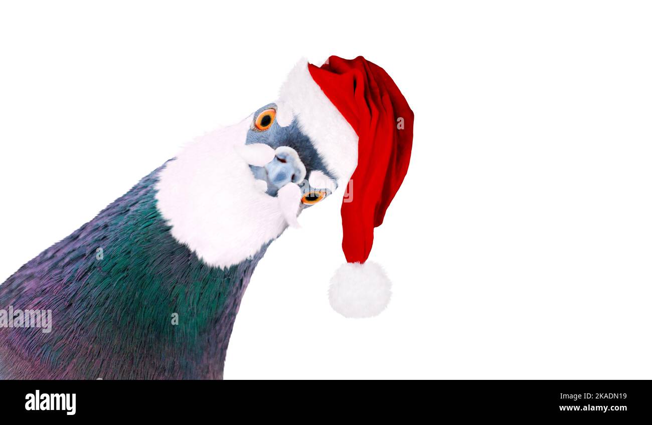 Taube in weihnachtsmann Hut und Bart Blick auf Kamera isoliert auf weiß Stockfoto