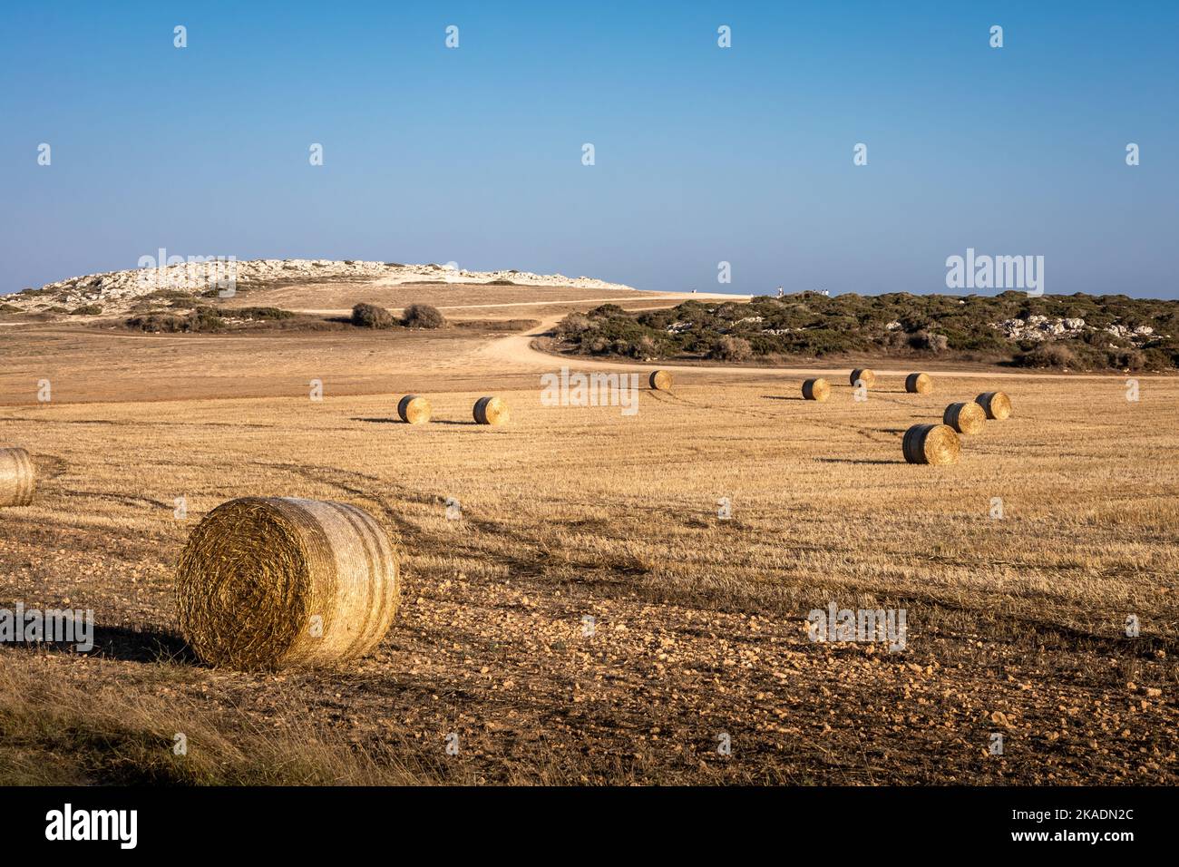 Runde Heuballen auf dem Feld. Landschaft der zyprischen Küste im Gebiet von Kap Greco. Stockfoto